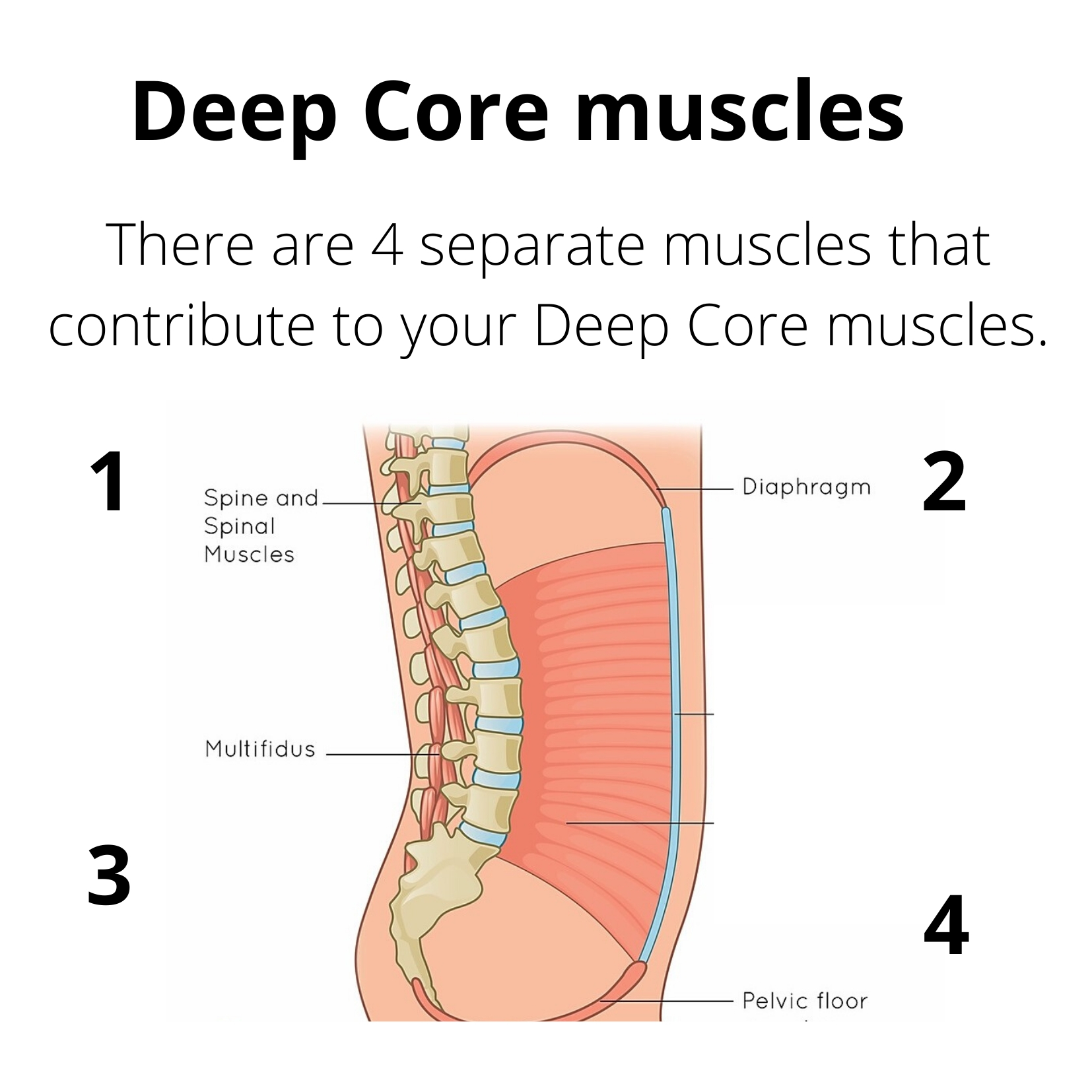 Best Core Exercises for Lower Back Pain (Chronic Lower Back Pain