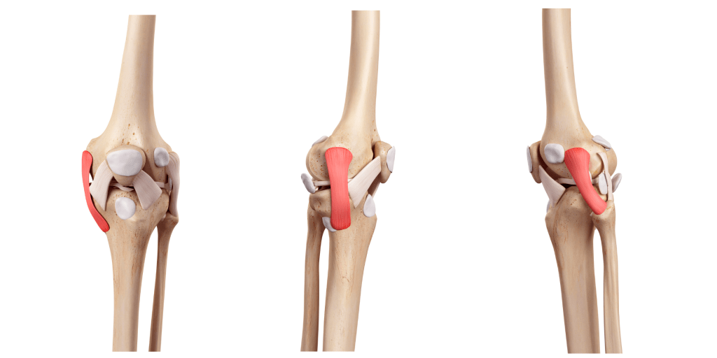 Knee Lateral Collateral Ligament Rehabilitation